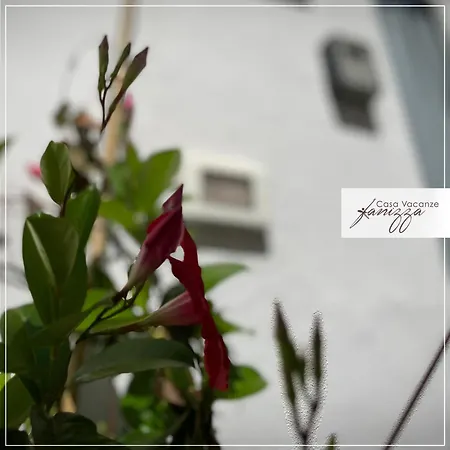 Guest house Rebecca E Sofia Stone House Alberobello